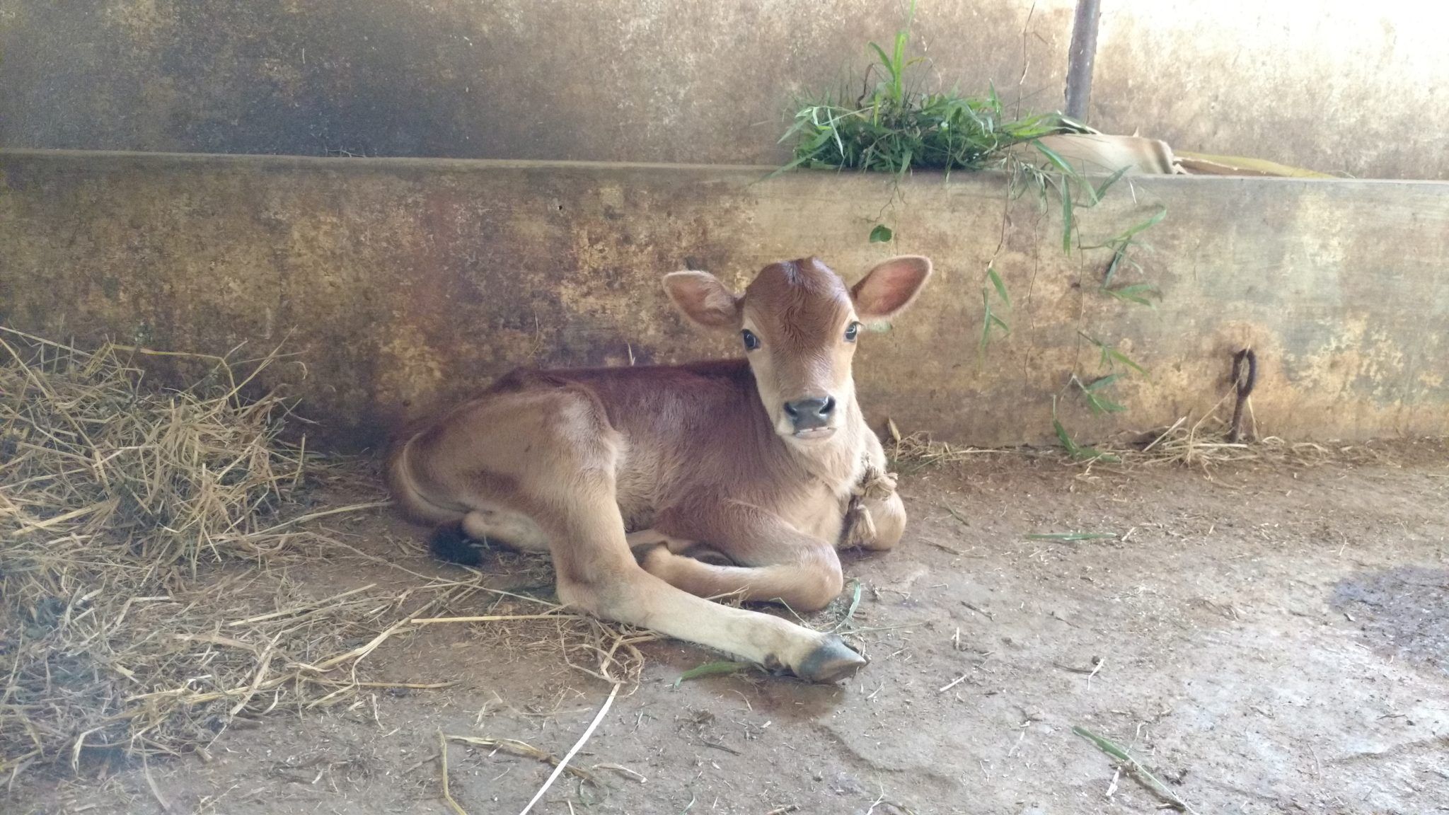 Jeune veau couché dans un bâtiment d'élevage.