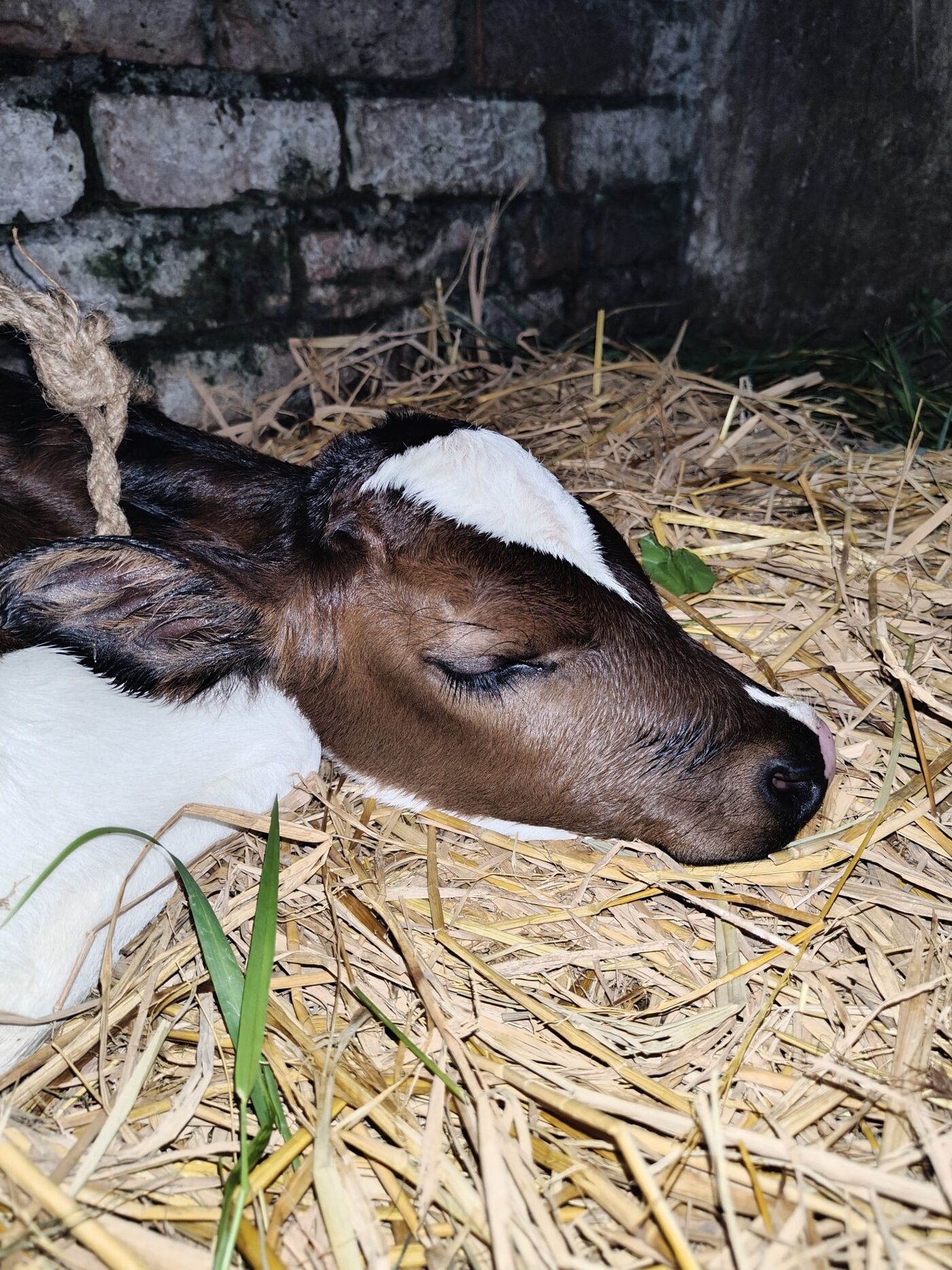 Jeune veau endormi sur la paille.