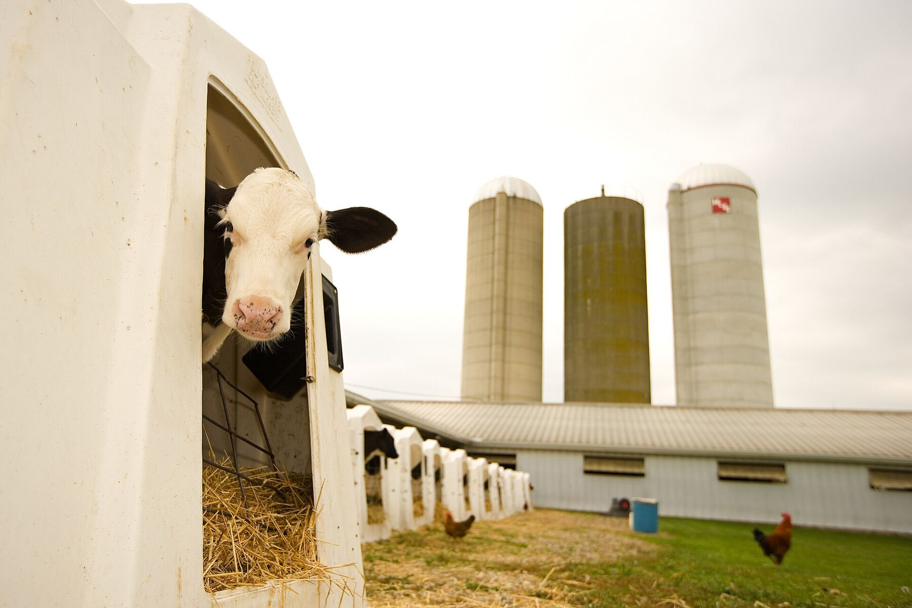 Un veau passe la tête hors de sa niche, devant les silos d'une ferme.