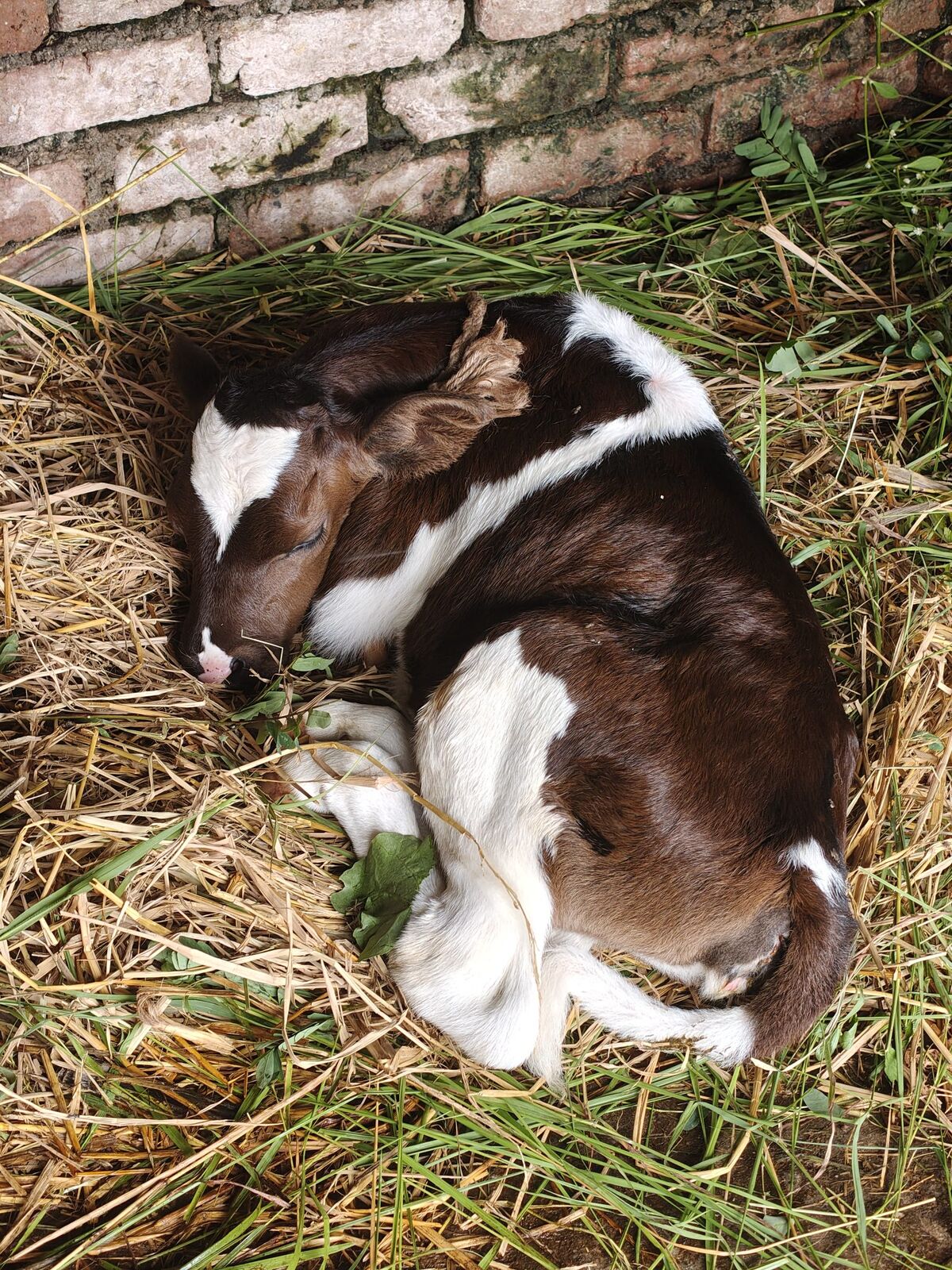 Veau couché en boule dans la paille.